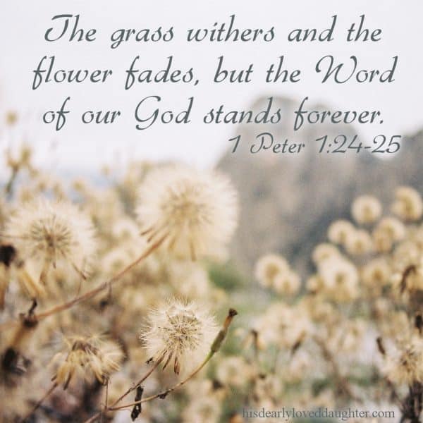 The grass withers and the flower fades, but the Word of our God stands forever. 1 Peter 1:24-25