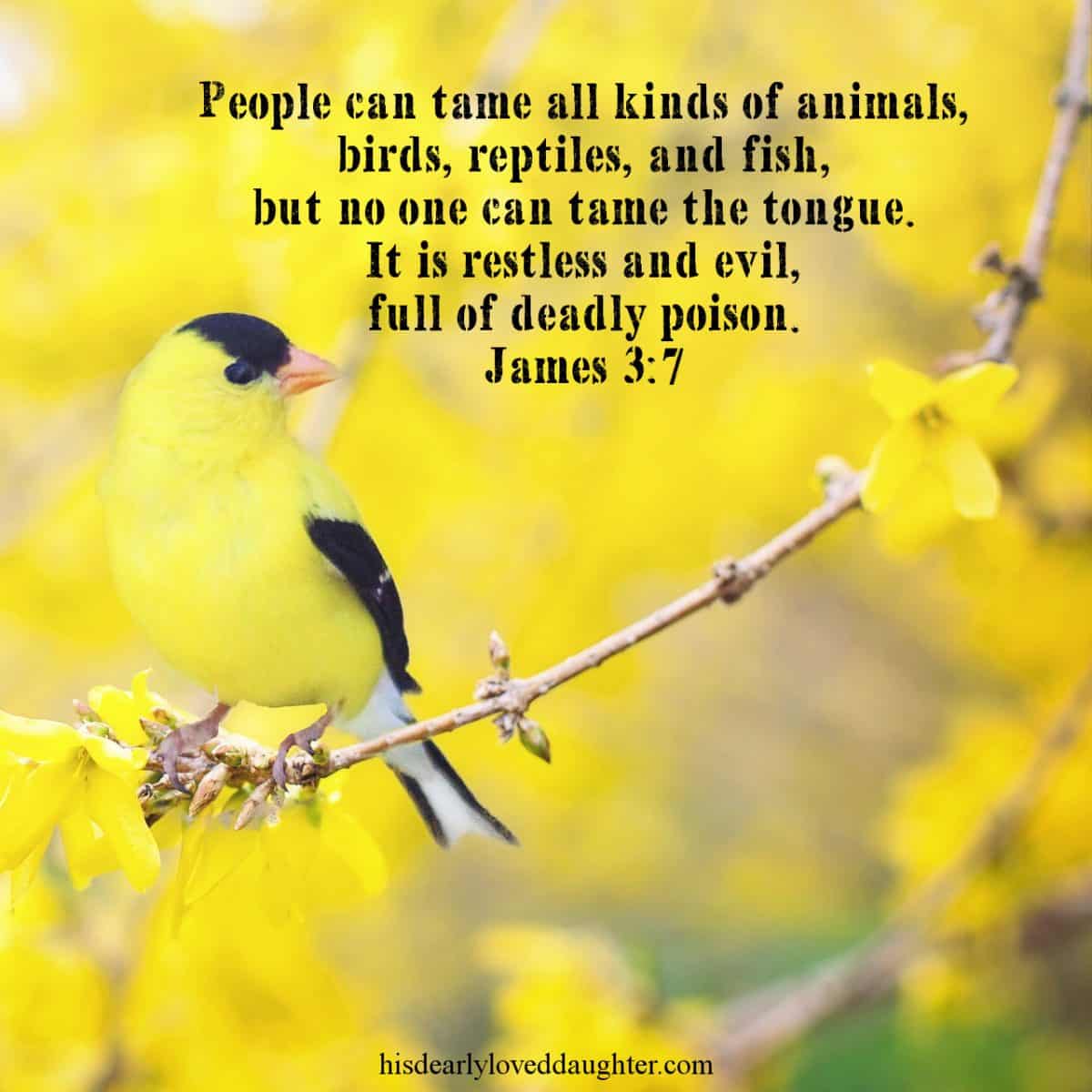 People can tame all kinds of animals, birds, reptiles, and fish, but no one can tame the tongue. It is restless and evil, full of deadly poison. James 3:7